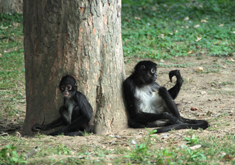 two spider monkeys sitting by the tree. 