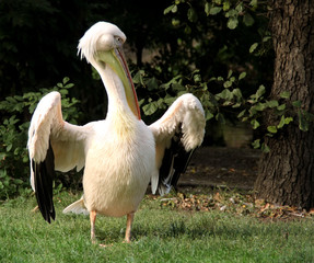 pelican standing on grass