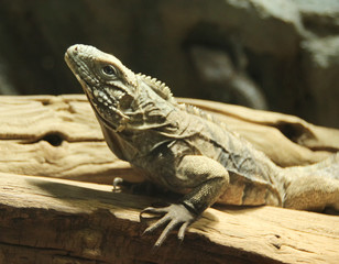 lizard on wood, portrait