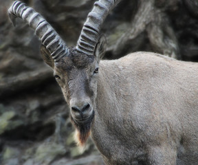 Alpine ibex in the mountains.