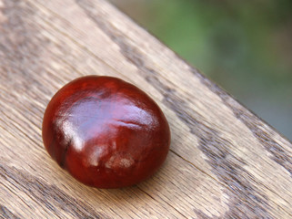 Obraz premium chestnut on wooden background