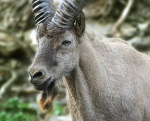 Alpine ibex on rock
