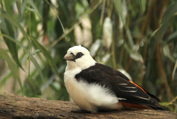 bird in the forest