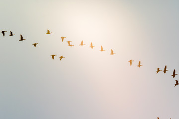 Zugvögel fliegen im Schwarm in die Sonne
