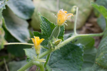 Cucumber flower bright orange yellow large size for design background