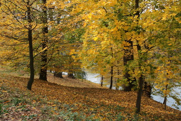 Fototapeta na wymiar trees with yellow and green leafes near a lake in atumn park