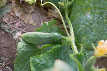 Cucumber flower bright orange yellow large size for design background