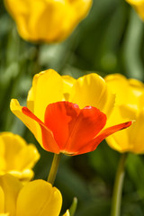 Obraz premium Yellow tulip with one red petal