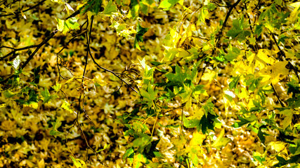 Seasonal autumn background of colorful leaves.