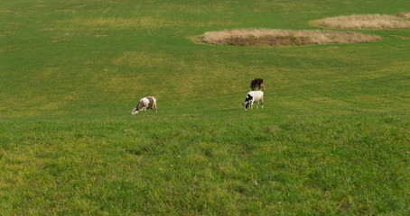 Herd of cows grazing on hill in field 
