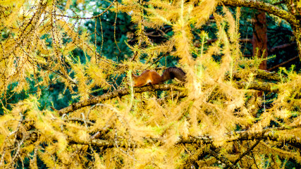 red eurasian squirrel, autumn forest.