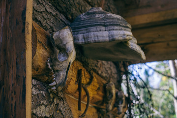 the animal skull hangs on a wooden wall