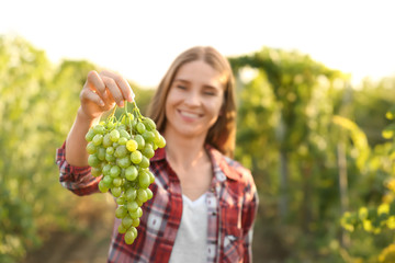 Woman holding cluster of fresh ripe juicy grapes in vineyard
