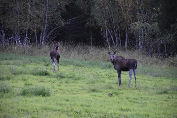 Norwegen, Südnorwegen, Schweden, Elch, Elche, Elchfamilie, Hirsch, Skandinavien, Trughirsch,...