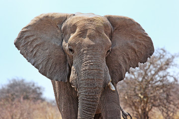 Naklejka na ściany i meble Elefant im Etosha Nationalpark, Namibia