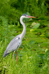 Graureiher (Ardea cinerea) an einem kleinen Teich auf Praslin, Seychellen.