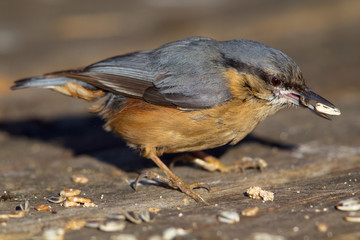 Kleiber (Sitta europaea) im Winter im Naturschutzgebiet Mönchbruch bei Frankfurt, Deutschland.