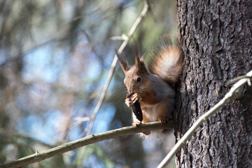 squirrel on a tree