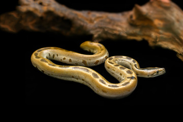 Juvenile Burmese python with dash line pattern on skin crawling from a brown dry wood on dark floor. Beautiful friendly snake on black background.