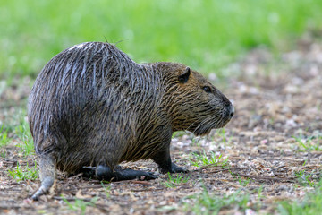 Nutria (Myocastor coypus) im Frühling im Naturschutzgebiet Mönchbruch bei Frankfurt, Hessen,...