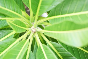 tropical green leave nature background