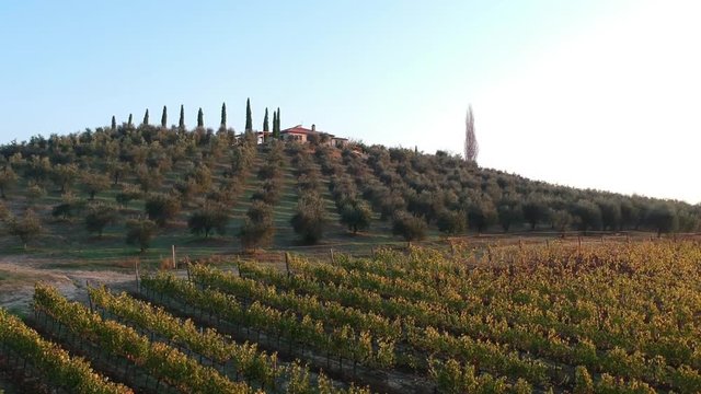 vineyard aerial view at sunrise - shot in Italy - Tuscany - Chianti
