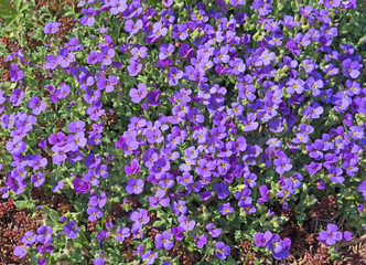 Blaukissen, Aubrieta, Aubrietien