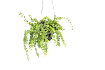 green plant hanging isolated collection on white background