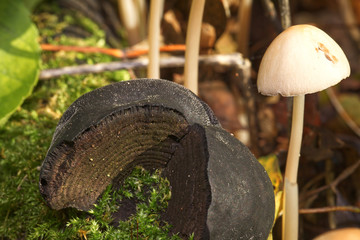 King Alfred’s Cake fungus cut out showing concentric light and dark zones similar to charcoal, Daldinia concentrica 