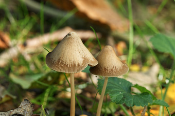Small brown Parasol mushrooms growing on a forest floor among grass and green leaves