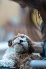 Havanese puppy sitting on the lap of a woman and looking upwards. Low deph of field.