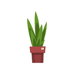 Green home decorative plant, unnecessary thing, garage sale vector Illustration on a white background