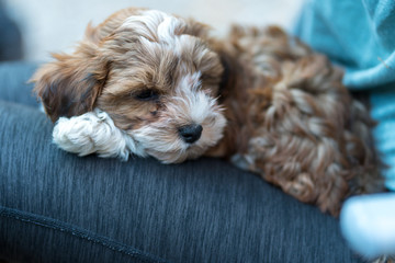 Havanese puppy sitting on the lap of a woman. Low deph of field.