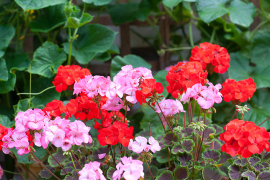 Pink and Red Geranium Flowers (with cucumber plants behind them)