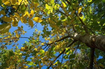 Fototapeta na wymiar foglie albero visto da sotto 