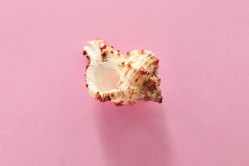 Beautiful sea shell on color background