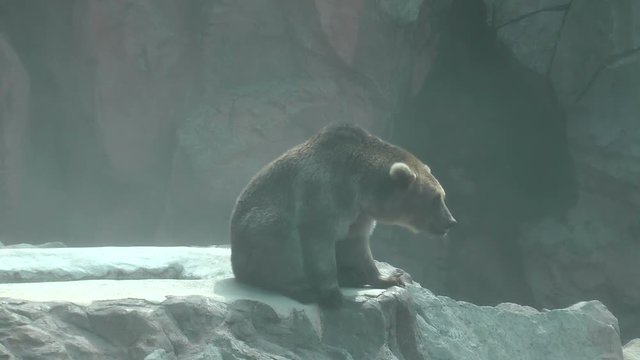 silvertip at zoo