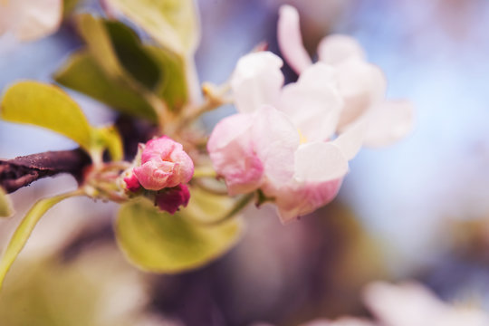 Photo of apple blossom. Spring, sunshine, happiness