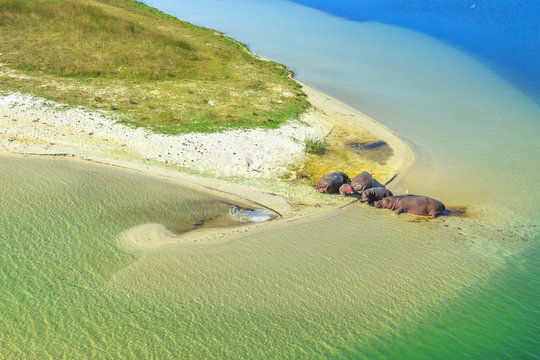 Aerial view of South African hippopotamus family. Cape hippopotamus resting on a shore of St Lucia Estuary within iSimangaliso Wetland Park, South Africa.