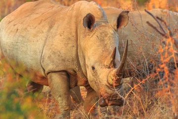 Papier Peint photo Lavable Rhinocéros White Rhinoceros, subspecies Ceratotherium simum, also called camouflage rhinoceros at sunset light standing in bushland natural habitat, South Africa. Side view. The Rhinos is part of the Big Five.