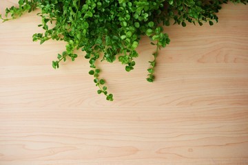 wooden texture and green leaves ivy with space copy background