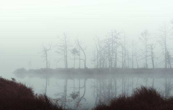 misty swamp