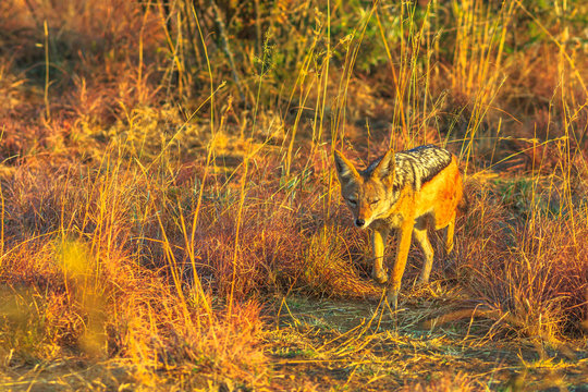 The Black-Backed Jackal walking on the bushland of Pilanesberg National Park, South Africa at sunset light. The African Jackal,Canis mesomelas, is a canid.