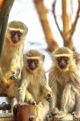 Front view of three Vervet Monkeys, Chlorocebus pygerythrus, a monkey of the family Cercopithecidae, standing on a tree in Kruger National Park, South Africa.