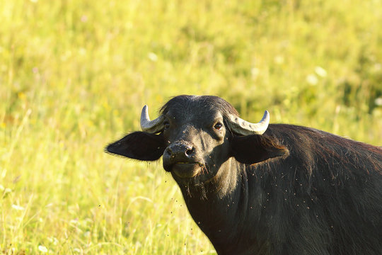 close-up of domestic buffalo