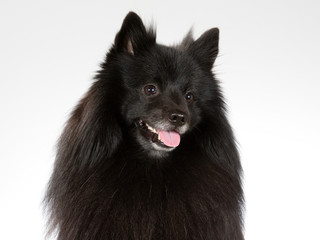 Mittelspitz dog portrait. Image taken in a studio with white background.