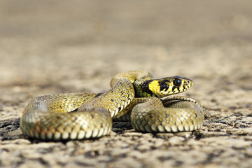 closeup of beautiful grass snake on asphalt road