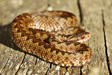 colorful common european adder basking