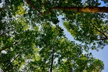 looking up to the  trees in the forest,Branches of the Big tree.