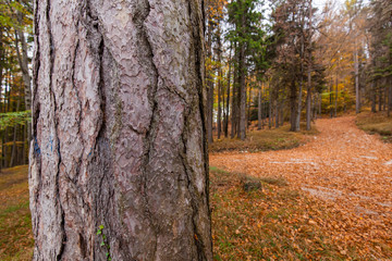 Waldweg mit Föhren Baum Rinde im Vordergrund. A forest path with scots pine bark in foreground.